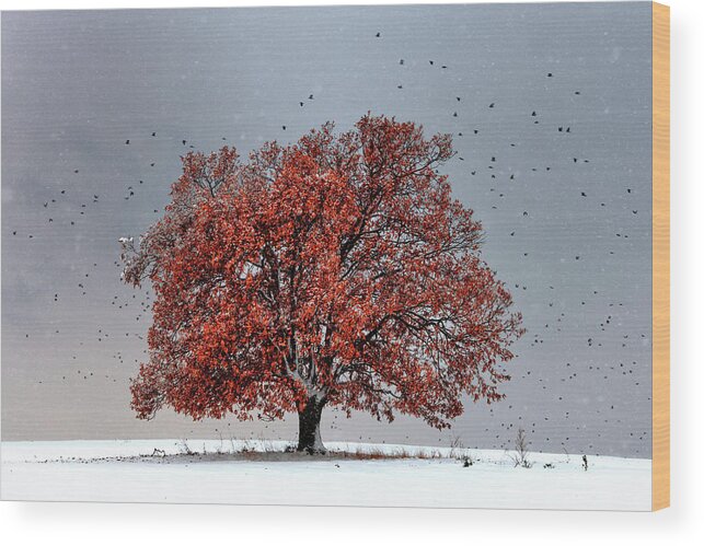 Bulgaria Wood Print featuring the photograph Tree Of Life by Evgeni Dinev