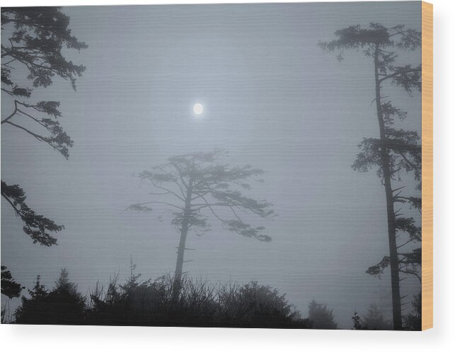 Wood Print featuring the photograph Coastal Tree Series 5 of 7 by Scenic Edge Photography