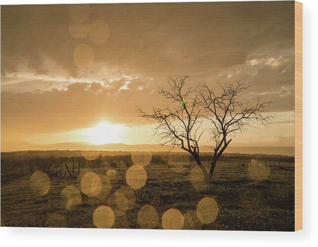 Sunset Wood Print featuring the photograph Tree Sunset by Wesley Aston