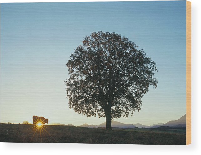Estock Wood Print featuring the digital art Tree With Cow by Christian Back