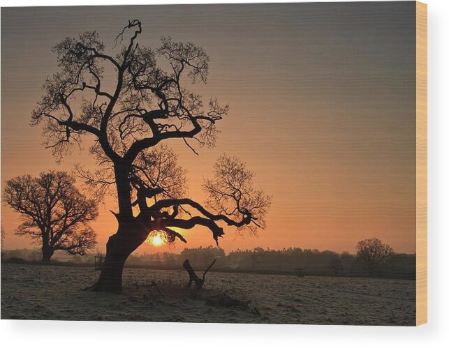 Scenics Wood Print featuring the photograph Trees And Sun by Brian Roberts