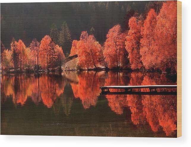 Autumn Wood Print featuring the photograph Trees Facing Trees by Philippe Sainte-Laudy