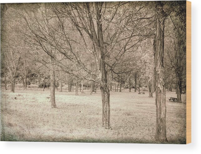Trees Wood Print featuring the photograph Trees In A Row by Jim Cook