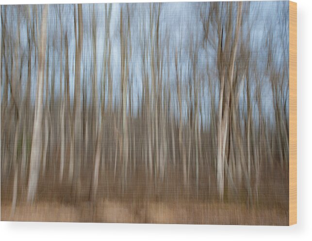 Blue Ridge Wood Print featuring the photograph Trees in the Forest by Mark Duehmig