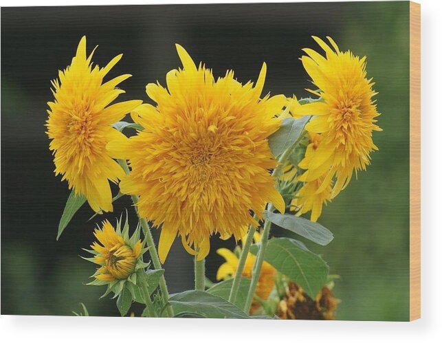 Florida Wood Print featuring the photograph Tri-Flora-Tops by Lindsey Floyd