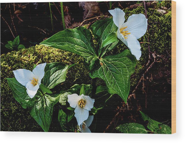 Flowers Wood Print featuring the photograph Trillium Three by Claude Dalley