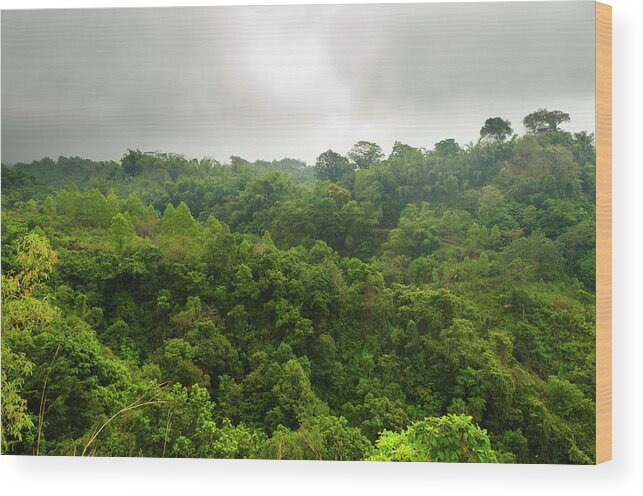 Tropical Rainforest Wood Print featuring the photograph Tropical Forest Segment by Funky-data