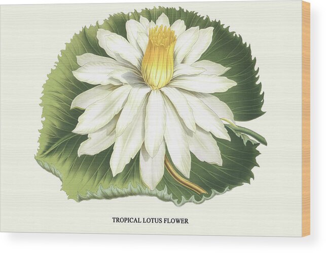 Botany Wood Print featuring the painting Tropical Lotus Flower by Louis Benoit van Houtte