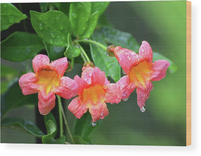 Trumpet Vine Wood Print featuring the photograph Trumpet Vine Flowers by Jerry Griffin