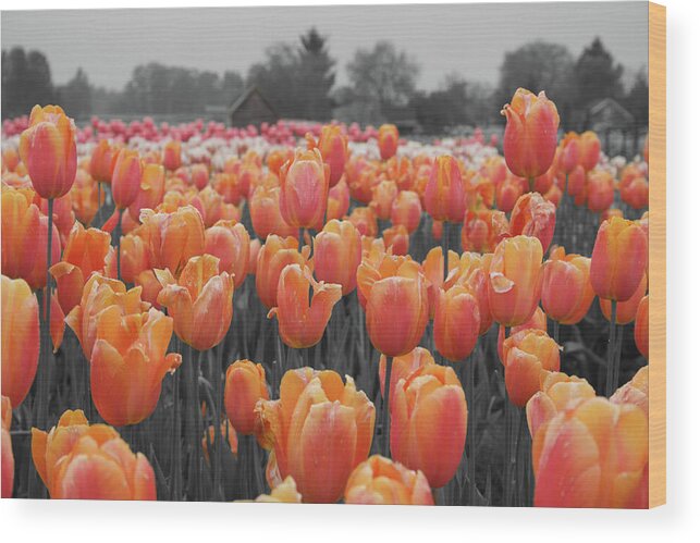 Cascades Wood Print featuring the photograph Tulip Farm by Dylan Punke