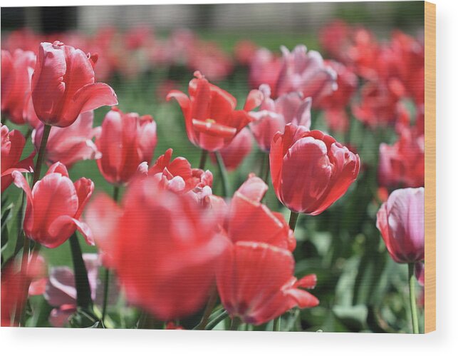 Tulip Wood Print featuring the photograph Tulip Garden by Mike Murdock