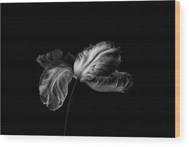 Tulip Wood Print featuring the photograph Tulip In Mono by Lotte Grnkjr