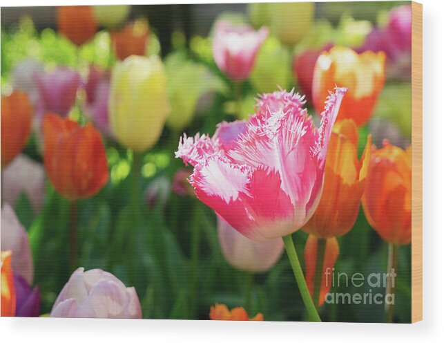 Tulips Wood Print featuring the photograph Tulips Bloom #1 by Anastasy Yarmolovich