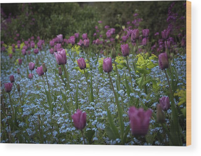 Tulips Wood Print featuring the photograph Tulips at Great Dixter Gardens by Perry Rodriguez