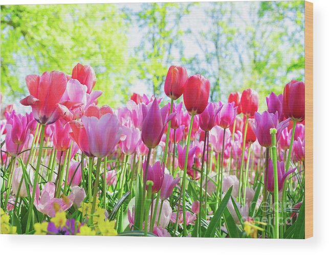 Tulips Wood Print featuring the photograph Tulips Pink Growth by Anastasy Yarmolovich