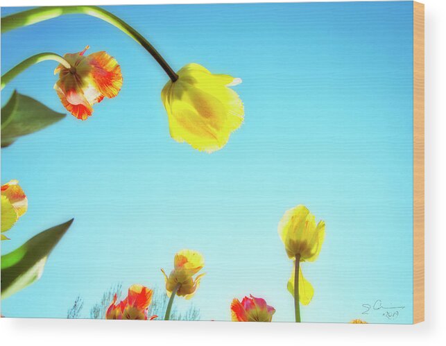 Evie Wood Print featuring the photograph Tulips Holland Michigan 17 by Evie Carrier