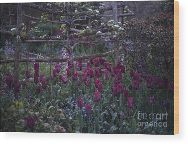 Tulips Wood Print featuring the photograph Tulips in the evening light by Perry Rodriguez