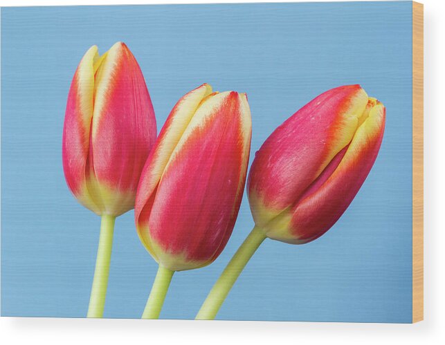 Tulips Wood Print featuring the photograph Tulips by Tanya C Smith