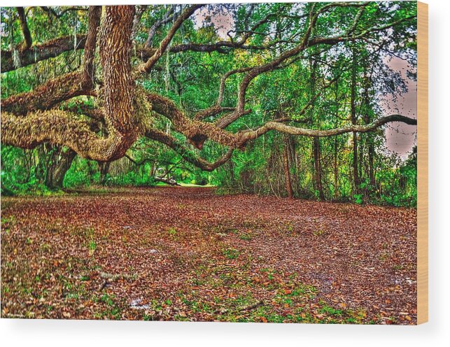 Forest Wood Print featuring the photograph Tunnel of Trees by Richard Zentner