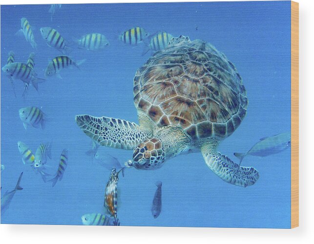 Turtle Wood Print featuring the photograph Turning Turtle by Mark Hunter