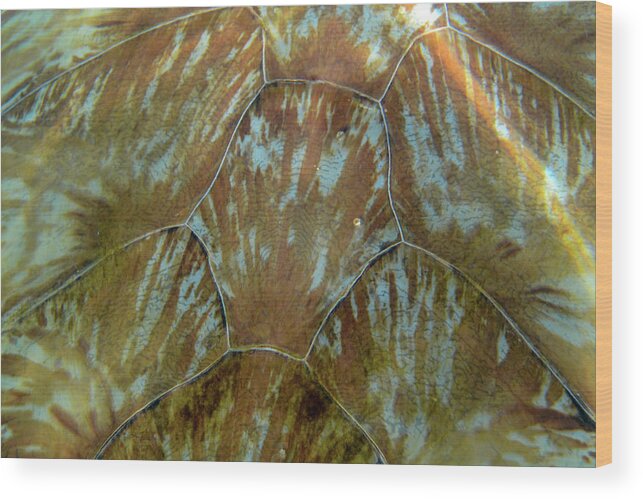 Turtle Wood Print featuring the photograph Turtle shell detail by Mark Hunter