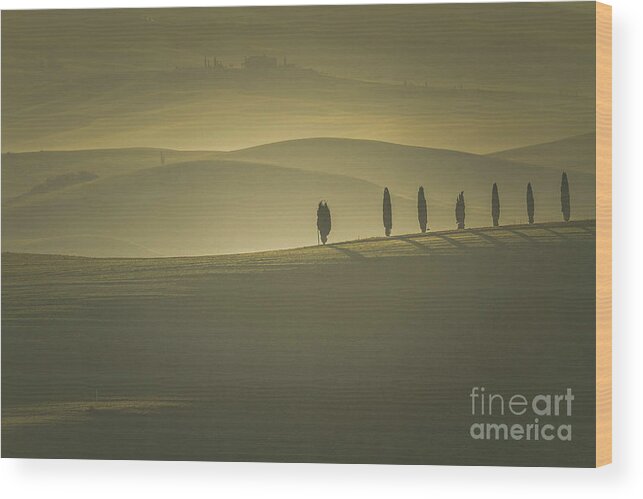 Landscape Wood Print featuring the photograph Tuscan Scenery with Cypress Trees by Heiko Koehrer-Wagner