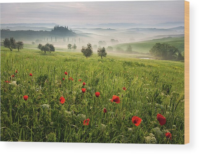 Italy Wood Print featuring the photograph Tuscan Spring by Daniel ?e?icha