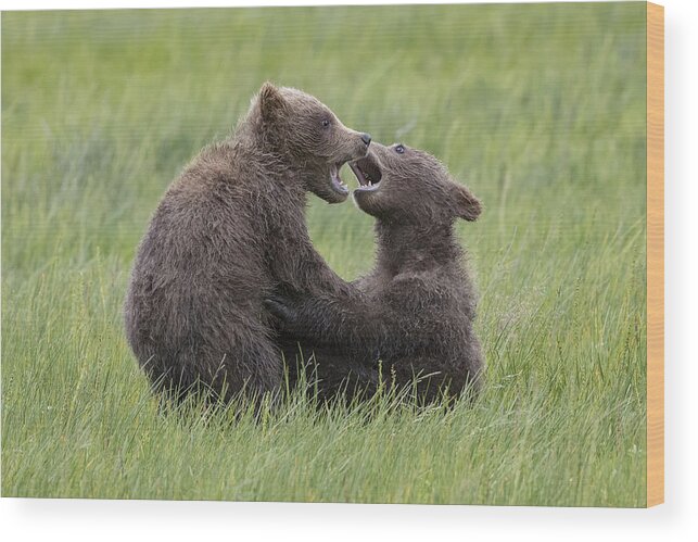 Cubs Wood Print featuring the photograph Tussle Of Twins by Renee Doyle