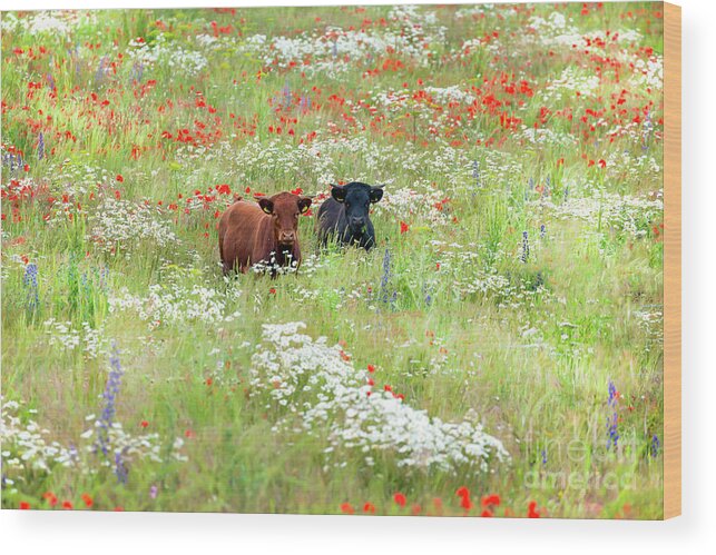 Cows Wood Print featuring the photograph Two Norfolk cows in wild flower meadow by Simon Bratt