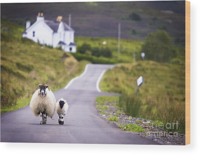 Country Wood Print featuring the photograph Two Sheep Walking On Street In Scotland by Otmarw