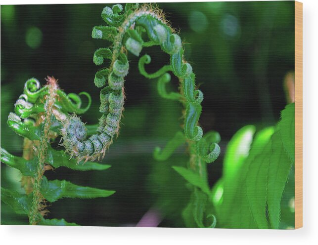 Plant Wood Print featuring the photograph Uncurling Frond by Tikvah's Hope