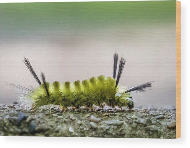 Caterpillar Wood Print featuring the photograph Underfoot by Terri Hart-Ellis