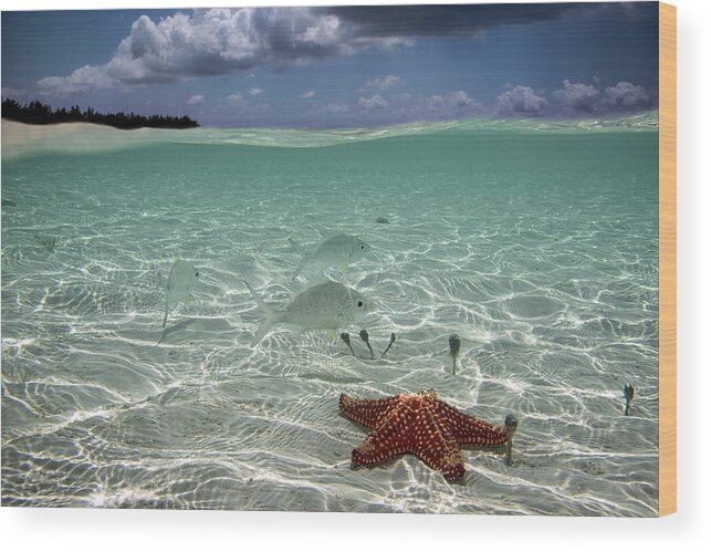 Sea Star Wood Print featuring the photograph Underwater by Elena Pardini