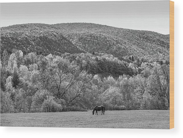 Manchester Wood Print featuring the photograph Vermont Horse and Fall Trees Manchester Vermont Field Black and White by Toby McGuire