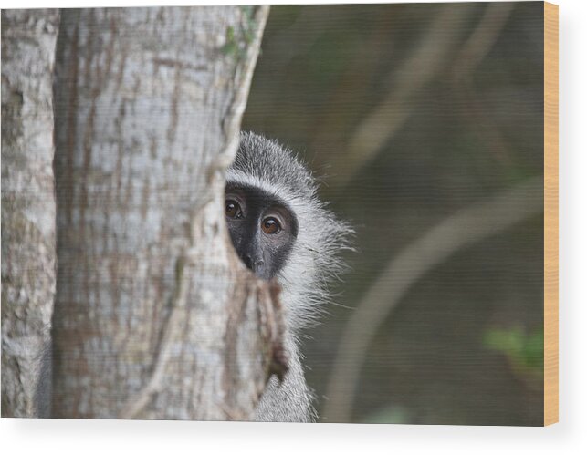 Vervet Wood Print featuring the photograph Vervet Monkey, South Africa by Ben Foster
