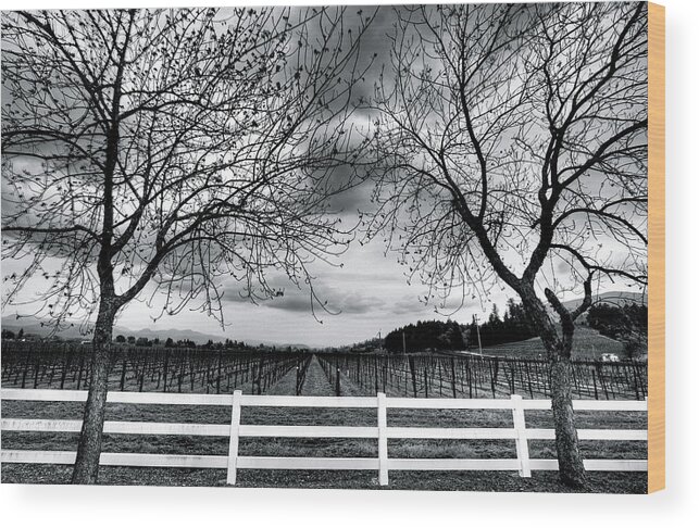 California Wood Print featuring the photograph Vines With Fence by Mathew Spolin