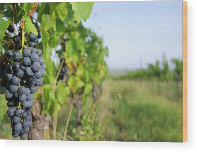 Scenics Wood Print featuring the photograph Vineyard by Mac99