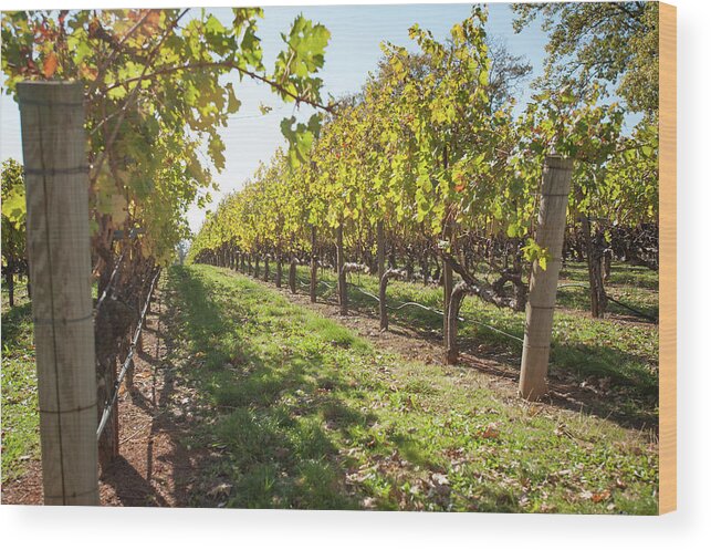 Napa Wood Print featuring the photograph Vineyard Rows by Mark Duehmig
