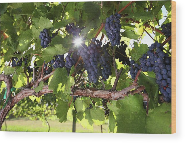 Scenics Wood Print featuring the photograph Vineyard Wine Grapes by Georgepeters