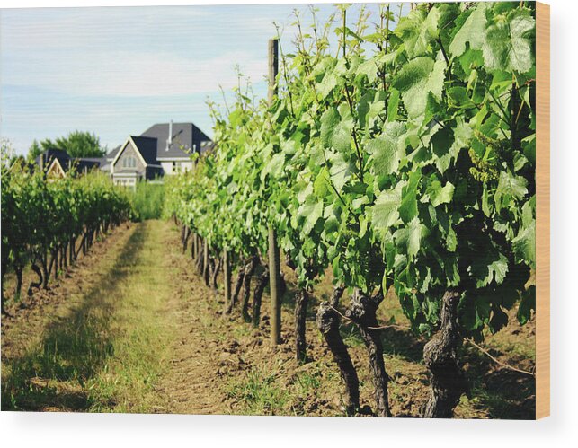 Pinot Noir Grape Wood Print featuring the photograph Vineyard With Tasting Cottage by Alteryourreality