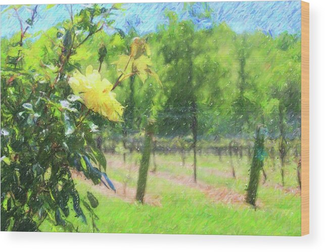 Vineyard Wood Print featuring the photograph Vineyard Yellow Roses In Spring 3 by Cathy Lindsey