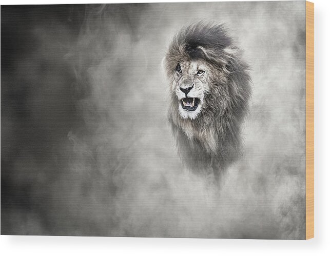 Lion Wood Print featuring the photograph Vulnerable African Lion In The Dust by Good Focused