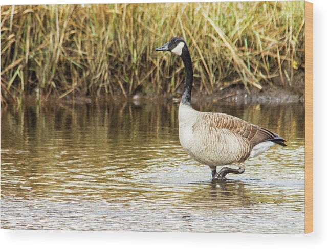 Canada Wood Print featuring the photograph Wading Canada Goose by Bob Decker