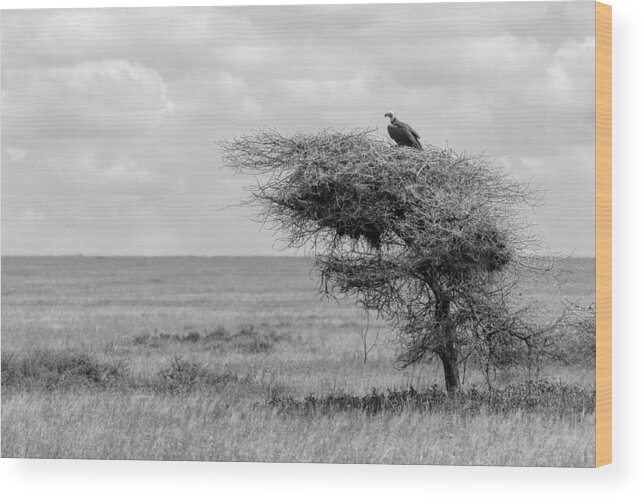 Vulture Wood Print featuring the photograph Waiting by Eiji Itoyama