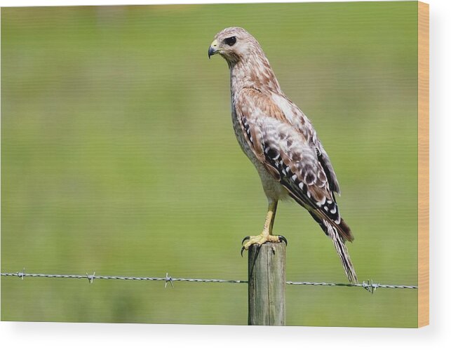 Wildlife Wood Print featuring the photograph Waiting for a Meal Florida Red-Shouldered Hawk by T Lynn Dodsworth