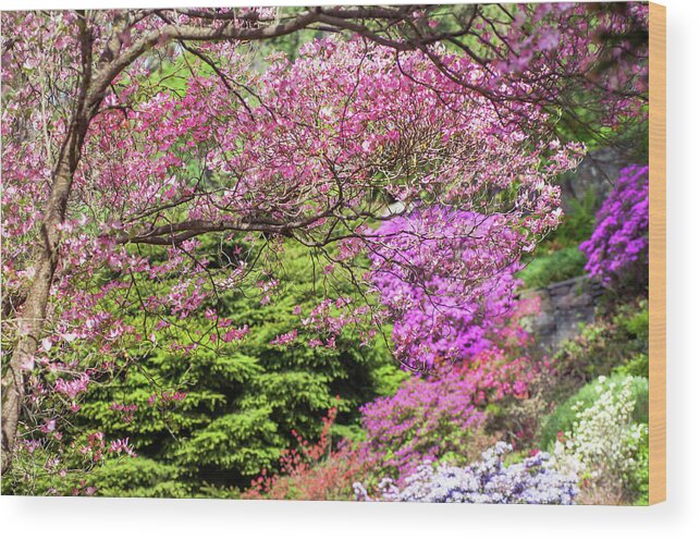 Jenny Rainbow Fine Art Photography Wood Print featuring the photograph Walk in Spring Eden. Pink Branch by Jenny Rainbow