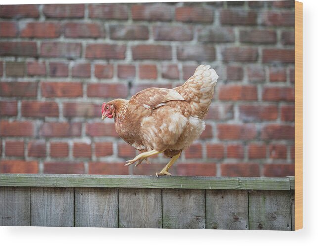 Anita Nicholson Wood Print featuring the photograph Walk the Line - Chicken walking along a wooden fence by Anita Nicholson