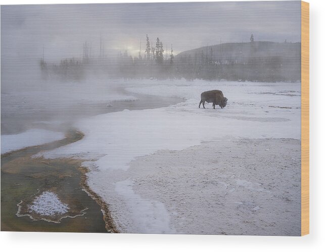 Bison Wood Print featuring the photograph Walking Away by Susanne Landolt