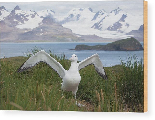 Scenics Wood Print featuring the photograph Wandering Albatross In South Georgia by Galaxiid