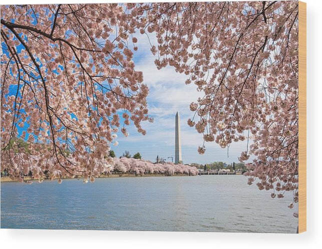 Trees Wood Print featuring the photograph Washington Dc, Usa At The Tidal Basin by Sean Pavone